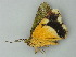  ( - BC ZSM Lep 62568)  @13 [ ] CreativeCommons - Attribution Non-Commercial Share-Alike (2012) Axel Hausmann/Bavarian State Collection of Zoology (ZSM) SNSB, Zoologische Staatssammlung Muenchen
