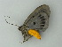  (Bracca AH01Ph - BC ZSM Lep 62571)  @11 [ ] CreativeCommons - Attribution Non-Commercial Share-Alike (2012) Axel Hausmann/Bavarian State Collection of Zoology (ZSM) SNSB, Zoologische Staatssammlung Muenchen