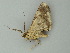  ( - BC ZSM Lep 62579)  @12 [ ] CreativeCommons - Attribution Non-Commercial Share-Alike (2012) Axel Hausmann/Bavarian State Collection of Zoology (ZSM) SNSB, Zoologische Staatssammlung Muenchen