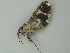  ( - BC ZSM Lep 62581)  @11 [ ] CreativeCommons - Attribution Non-Commercial Share-Alike (2012) Axel Hausmann/Bavarian State Collection of Zoology (ZSM) SNSB, Zoologische Staatssammlung Muenchen