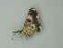  ( - BC ZSM Lep 62582)  @12 [ ] CreativeCommons - Attribution Non-Commercial Share-Alike (2012) Axel Hausmann/Bavarian State Collection of Zoology (ZSM) SNSB, Zoologische Staatssammlung Muenchen