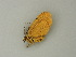  ( - BC ZSM Lep 62595)  @12 [ ] CreativeCommons - Attribution Non-Commercial Share-Alike (2012) Axel Hausmann/Bavarian State Collection of Zoology (ZSM) SNSB, Zoologische Staatssammlung Muenchen