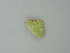  ( - BC ZSM Lep 62609)  @12 [ ] CreativeCommons - Attribution Non-Commercial Share-Alike (2012) Axel Hausmann/Bavarian State Collection of Zoology (ZSM) SNSB, Zoologische Staatssammlung Muenchen