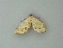  ( - BC ZSM Lep 62610)  @12 [ ] CreativeCommons - Attribution Non-Commercial Share-Alike (2012) Axel Hausmann/Bavarian State Collection of Zoology (ZSM) SNSB, Zoologische Staatssammlung Muenchen