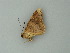  ( - BC ZSM Lep 62617)  @13 [ ] CreativeCommons - Attribution Non-Commercial Share-Alike (2012) Axel Hausmann/Bavarian State Collection of Zoology (ZSM) SNSB, Zoologische Staatssammlung Muenchen