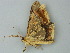  (Krananda AH02Ph - BC ZSM Lep 62623)  @13 [ ] CreativeCommons - Attribution Non-Commercial Share-Alike (2012) Axel Hausmann/Bavarian State Collection of Zoology (ZSM) SNSB, Zoologische Staatssammlung Muenchen