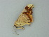  ( - BC ZSM Lep 62626)  @12 [ ] CreativeCommons - Attribution Non-Commercial Share-Alike (2012) Axel Hausmann/Bavarian State Collection of Zoology (ZSM) SNSB, Zoologische Staatssammlung Muenchen