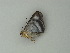  ( - BC ZSM Lep 62648)  @12 [ ] CreativeCommons - Attribution Non-Commercial Share-Alike (2012) Axel Hausmann/Bavarian State Collection of Zoology (ZSM) SNSB, Zoologische Staatssammlung Muenchen