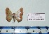  ( - BC ZSM Lep 20438)  @11 [ ] Copyright (2012) Axel Hausmann/Bavarian State Collection of Zoology (ZSM) SNSB, Zoologische Staatssammlung Muenchen
