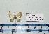  (Zamarada AH04Gm - BC ZSM Lep 20443)  @11 [ ] Copyright (2012) Axel Hausmann/Bavarian State Collection of Zoology (ZSM) SNSB, Zoologische Staatssammlung Muenchen