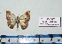  ( - BC ZSM Lep 20444)  @11 [ ] Copyright (2012) Axel Hausmann/Bavarian State Collection of Zoology (ZSM) SNSB, Zoologische Staatssammlung Muenchen