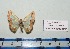  ( - BC ZSM Lep 20447)  @11 [ ] Copyright (2012) Axel Hausmann/Bavarian State Collection of Zoology (ZSM) SNSB, Zoologische Staatssammlung Muenchen