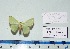  ( - BC ZSM Lep 20464)  @11 [ ] Copyright (2012) Axel Hausmann/Bavarian State Collection of Zoology (ZSM) SNSB, Zoologische Staatssammlung Muenchen