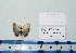  ( - BC ZSM Lep 20465)  @11 [ ] Copyright (2012) Axel Hausmann/Bavarian State Collection of Zoology (ZSM) SNSB, Zoologische Staatssammlung Muenchen