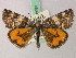  ( - BC ZSM Lep 58097)  @14 [ ] CreativeCommons - Attribution Non-Commercial Share-Alike (2012) Axel Hausmann/Bavarian State Collection of Zoology (ZSM) SNSB, Zoologische Staatssammlung Muenchen