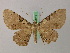  ( - BC ZSM Lep 58149)  @12 [ ] CreativeCommons - Attribution Non-Commercial Share-Alike (2012) Axel Hausmann/Bavarian State Collection of Zoology (ZSM) SNSB, Zoologische Staatssammlung Muenchen