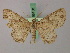  (Ergavia roseivena - BC ZSM Lep 58150)  @14 [ ] CreativeCommons - Attribution Non-Commercial Share-Alike (2012) Axel Hausmann/Bavarian State Collection of Zoology (ZSM) SNSB, Zoologische Staatssammlung Muenchen