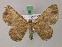  (Ergavia divecta - BC ZSM Lep 58151)  @13 [ ] CreativeCommons - Attribution Non-Commercial Share-Alike (2012) Axel Hausmann/Bavarian State Collection of Zoology (ZSM) SNSB, Zoologische Staatssammlung Muenchen