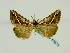  (Hypena senialis - BC ZSM Lep 58573)  @14 [ ] CreativeCommons - Attribution Non-Commercial Share-Alike (2012) Axel Hausmann/Bavarian State Collection of Zoology (ZSM) SNSB, Zoologische Staatssammlung Muenchen