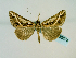  ( - BC ZSM Lep 58574)  @14 [ ] CreativeCommons - Attribution Non-Commercial Share-Alike (2012) Axel Hausmann/Bavarian State Collection of Zoology (ZSM) SNSB, Zoologische Staatssammlung Muenchen
