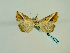  ( - BC ZSM Lep 58575)  @13 [ ] CreativeCommons - Attribution Non-Commercial Share-Alike (2012) Axel Hausmann/Bavarian State Collection of Zoology (ZSM) SNSB, Zoologische Staatssammlung Muenchen