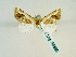  (Eublemma olivacea GB01Zi - BC ZSM Lep 58585)  @13 [ ] CreativeCommons - Attribution Non-Commercial Share-Alike (2012) Axel Hausmann/Bavarian State Collection of Zoology (ZSM) SNSB, Zoologische Staatssammlung Muenchen