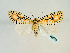  (Mazuca elegantissima - BC ZSM Lep 58588)  @14 [ ] CreativeCommons - Attribution Non-Commercial Share-Alike (2012) Axel Hausmann/Bavarian State Collection of Zoology (ZSM) SNSB, Zoologische Staatssammlung Muenchen