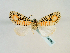 ( - BC ZSM Lep 58589)  @12 [ ] CreativeCommons - Attribution Non-Commercial Share-Alike (2012) Axel Hausmann/Bavarian State Collection of Zoology (ZSM) SNSB, Zoologische Staatssammlung Muenchen