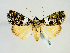  (Blenina albifascia - BC ZSM Lep 58593)  @14 [ ] CreativeCommons - Attribution Non-Commercial Share-Alike (2012) Axel Hausmann/Bavarian State Collection of Zoology (ZSM) SNSB, Zoologische Staatssammlung Muenchen