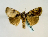 (Blenina chloromelana - BC ZSM Lep 58594)  @13 [ ] CreativeCommons - Attribution Non-Commercial Share-Alike (2012) Axel Hausmann/Bavarian State Collection of Zoology (ZSM) SNSB, Zoologische Staatssammlung Muenchen