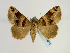  (Bastilla - BC ZSM Lep 58611)  @15 [ ] CreativeCommons - Attribution Non-Commercial Share-Alike (2012) Axel Hausmann/Bavarian State Collection of Zoology (ZSM) SNSB, Zoologische Staatssammlung Muenchen
