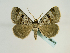  ( - BC ZSM Lep 58616)  @12 [ ] CreativeCommons - Attribution Non-Commercial Share-Alike (2012) Axel Hausmann/Bavarian State Collection of Zoology (ZSM) SNSB, Zoologische Staatssammlung Muenchen