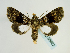  ( - BC ZSM Lep 58622)  @14 [ ] CreativeCommons - Attribution Non-Commercial Share-Alike (2012) Axel Hausmann/Bavarian State Collection of Zoology (ZSM) SNSB, Zoologische Staatssammlung Muenchen