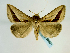  ( - BC ZSM Lep 58631)  @14 [ ] CreativeCommons - Attribution Non-Commercial Share-Alike (2012) Axel Hausmann/Bavarian State Collection of Zoology (ZSM) SNSB, Zoologische Staatssammlung Muenchen