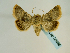  ( - BC ZSM Lep 58636)  @13 [ ] CreativeCommons - Attribution Non-Commercial Share-Alike (2012) Axel Hausmann/Bavarian State Collection of Zoology (ZSM) SNSB, Zoologische Staatssammlung Muenchen