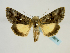  (Syngrapha ain - BC ZSM Lep 58674)  @14 [ ] CreativeCommons - Attribution Non-Commercial Share-Alike (2012) Axel Hausmann/Bavarian State Collection of Zoology (ZSM) SNSB, Zoologische Staatssammlung Muenchen