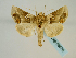  (Euchalcia consona - BC ZSM Lep 58676)  @13 [ ] CreativeCommons - Attribution Non-Commercial Share-Alike (2012) Axel Hausmann/Bavarian State Collection of Zoology (ZSM) SNSB, Zoologische Staatssammlung Muenchen