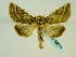  (Euchalcia mongolica - BC ZSM Lep 58679)  @14 [ ] CreativeCommons - Attribution Non-Commercial Share-Alike (2012) Axel Hausmann/Bavarian State Collection of Zoology (ZSM) SNSB, Zoologische Staatssammlung Muenchen