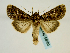  (Sideridis unicolor - BC ZSM Lep 58680)  @15 [ ] CreativeCommons - Attribution Non-Commercial Share-Alike (2012) Axel Hausmann/Bavarian State Collection of Zoology (ZSM) SNSB, Zoologische Staatssammlung Muenchen