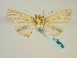  (Mythimna deserticola - BC ZSM Lep 58685)  @12 [ ] CreativeCommons - Attribution Non-Commercial Share-Alike (2012) Axel Hausmann/Bavarian State Collection of Zoology (ZSM) SNSB, Zoologische Staatssammlung Muenchen