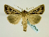 (Mythimna velutina - BC ZSM Lep 58688)  @13 [ ] CreativeCommons - Attribution Non-Commercial Share-Alike (2012) Axel Hausmann/Bavarian State Collection of Zoology (ZSM) SNSB, Zoologische Staatssammlung Muenchen
