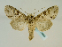  ( - BC ZSM Lep 58690)  @14 [ ] CreativeCommons - Attribution Non-Commercial Share-Alike (2012) Axel Hausmann/Bavarian State Collection of Zoology (ZSM) SNSB, Zoologische Staatssammlung Muenchen
