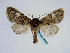  ( - BC ZSM Lep 58693)  @12 [ ] CreativeCommons - Attribution Non-Commercial Share-Alike (2012) Axel Hausmann/Bavarian State Collection of Zoology (ZSM) SNSB, Zoologische Staatssammlung Muenchen