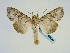  ( - BC ZSM Lep 58696)  @11 [ ] CreativeCommons - Attribution Non-Commercial Share-Alike (2012) Axel Hausmann/Bavarian State Collection of Zoology (ZSM) SNSB, Zoologische Staatssammlung Muenchen