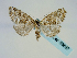  (Victrix umovii - BC ZSM Lep 58697)  @14 [ ] CreativeCommons - Attribution Non-Commercial Share-Alike (2012) Axel Hausmann/Bavarian State Collection of Zoology (ZSM) SNSB, Zoologische Staatssammlung Muenchen