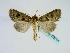  (Hyssia cavernosa - BC ZSM Lep 58701)  @13 [ ] CreativeCommons - Attribution Non-Commercial Share-Alike (2012) Axel Hausmann/Bavarian State Collection of Zoology (ZSM) SNSB, Zoologische Staatssammlung Muenchen