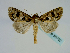  ( - BC ZSM Lep 58702)  @12 [ ] CreativeCommons - Attribution Non-Commercial Share-Alike (2012) Axel Hausmann/Bavarian State Collection of Zoology (ZSM) SNSB, Zoologische Staatssammlung Muenchen