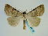  ( - BC ZSM Lep 58710)  @14 [ ] CreativeCommons - Attribution Non-Commercial Share-Alike (2012) Axel Hausmann/Bavarian State Collection of Zoology (ZSM) SNSB, Zoologische Staatssammlung Muenchen