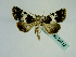  (Hadena compta - BC ZSM Lep 58712)  @14 [ ] CreativeCommons - Attribution Non-Commercial Share-Alike (2012) Axel Hausmann/Bavarian State Collection of Zoology (ZSM) SNSB, Zoologische Staatssammlung Muenchen