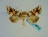  ( - BC ZSM Lep 58713)  @14 [ ] CreativeCommons - Attribution Non-Commercial Share-Alike (2012) Axel Hausmann/Bavarian State Collection of Zoology (ZSM) SNSB, Zoologische Staatssammlung Muenchen